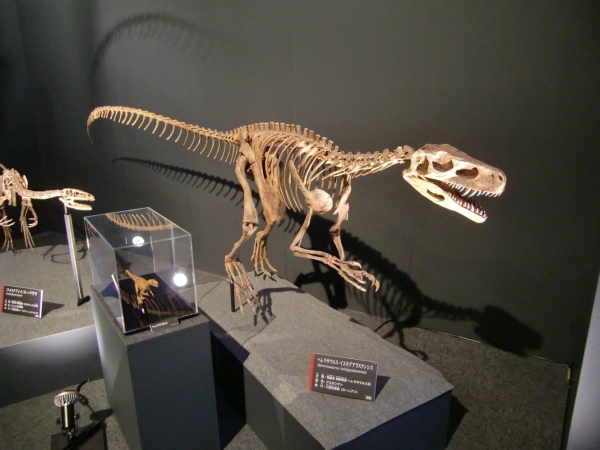 Herrerasaurus ischigualastensis 003