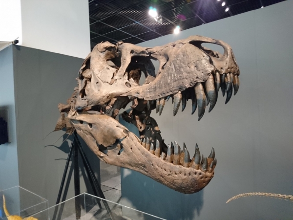 Tyrannosaurus_038
