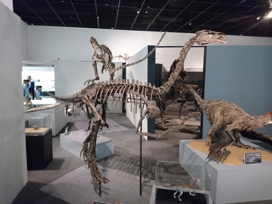 Alxasaurus elesitaiensis 002