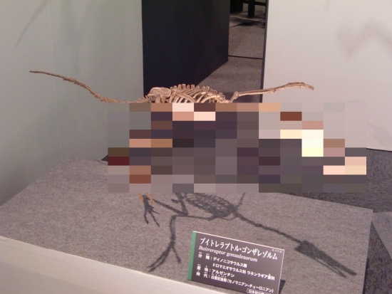 Buitreraptor gonzalezorum 001