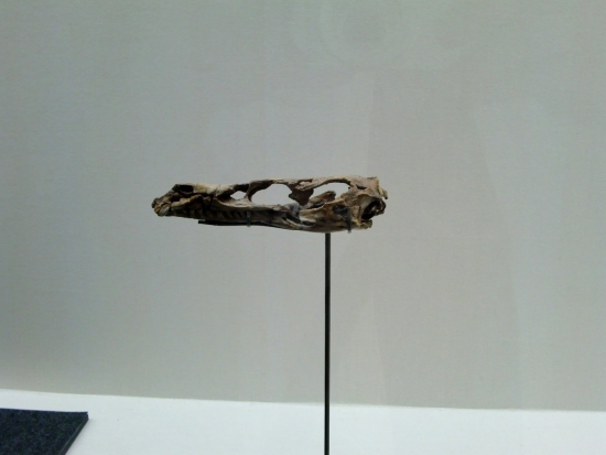 Velociraptor mongoliensis 007