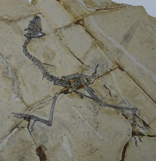 Sapeornis chaoyangensis 001