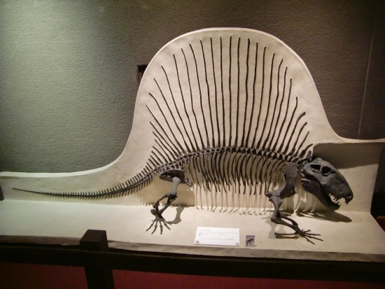 Dimetrodon limbatus