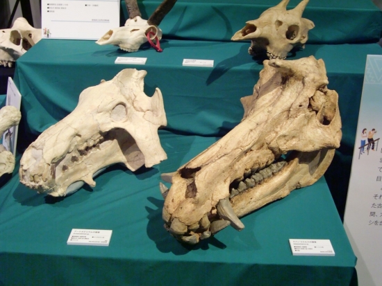 Archaeotherium&Kubanochoerus