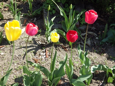 庭の花 in 2018年5月21日　（03）