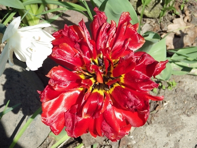 庭の花 in 2018年5月21日　（04）