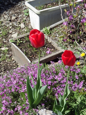 庭の花 in 2018年5月17日 （02）
