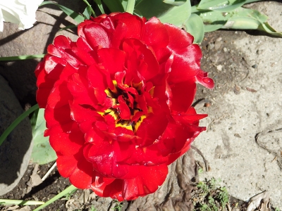 庭の花 in 2018年5月17日 （16）