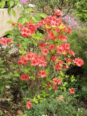 庭の花 in 2018年6月2日　（21）