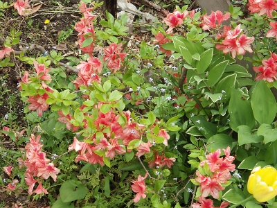 庭の花 in 2018年6月2日　（23）