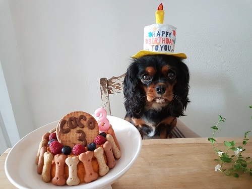 Antique Lille フランスのアンティークショップブログ 愛犬ココの誕生日 犬の誕生日ケーキ