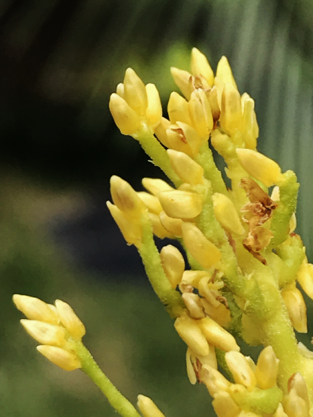 ヒメココス ブラジルヒメヤシ の黄色い花 ヤシ Palm