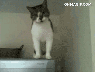 冷蔵庫のすきまを利用して移動する猫