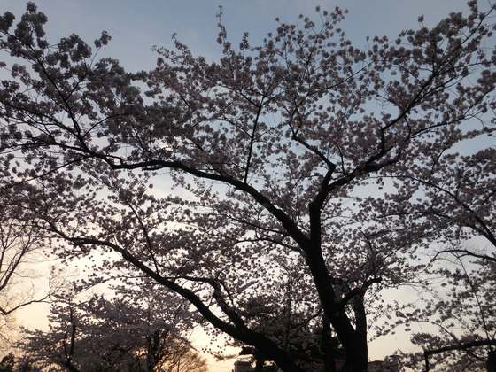 夕焼けと桜
