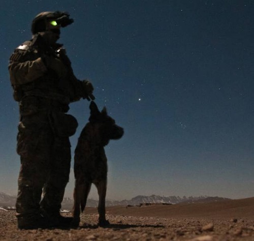 戦地での軍用犬の日常がわかるちょっと癒される画像の数々！！の画像（1枚目）