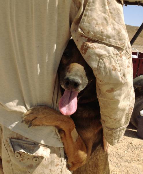 戦地での軍用犬の日常がわかるちょっと癒される画像の数々！！の画像（26枚目）