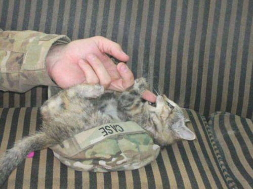戦場にもネコは居る！！極限状態でも癒される戦場のネコの画像の数々！！の画像（16枚目）