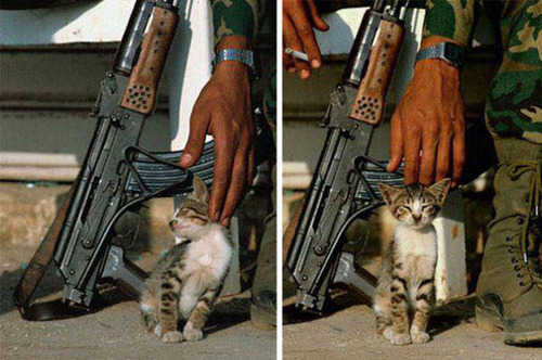 戦場にもネコは居る！！極限状態でも癒される戦場のネコの画像の数々！！の画像（30枚目）