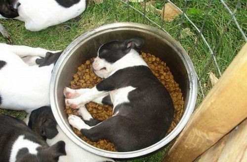 子犬が眠っているの画像（1枚目）