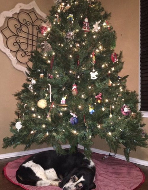 犬とクリスマスの画像（12枚目）
