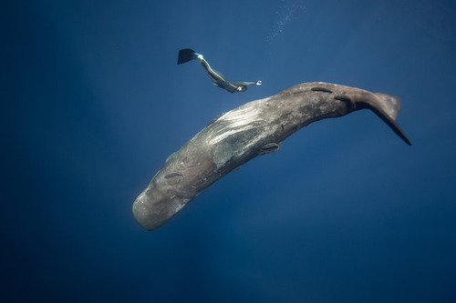 【画像】マッコウクジラといっしょに泳ぐダイバーの写真の画像（10枚目）
