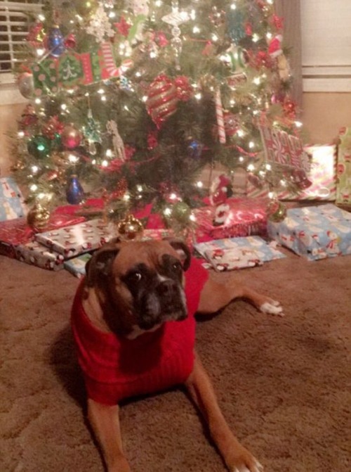 犬とクリスマスの画像（6枚目）