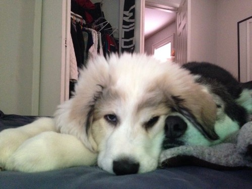 明らかに不機嫌！？凄く不満そうなシベリアンハスキー犬の画像ｗｗの画像（1枚目）
