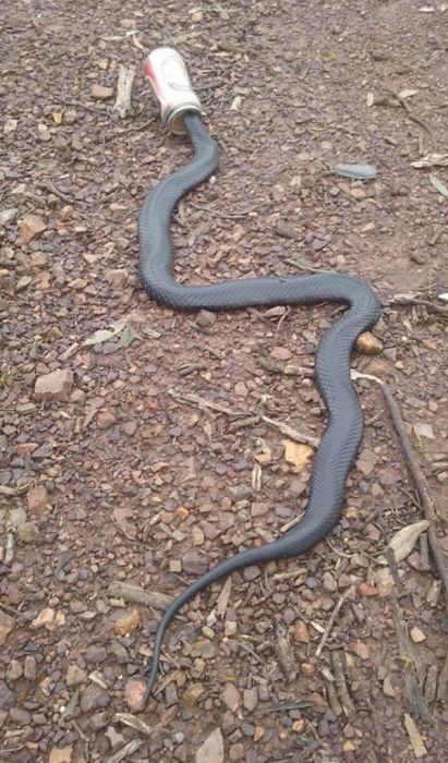 オーストラリアのヘビ事情の画像（4枚目）