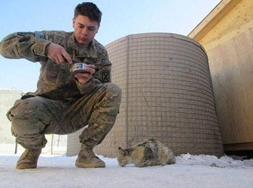 戦場にもネコは居る！！極限状態でも癒される戦場のネコの画像の数々！！の画像（5枚目）