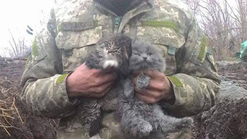 戦場にもネコは居る！！極限状態でも癒される戦場のネコの画像の数々！！の画像（8枚目）