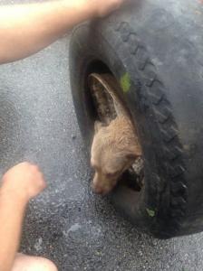 【画像】タイヤのホイールに頭がはまった犬の救助方法がなかなか凄い！！の画像（1枚目）