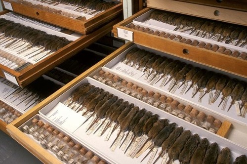 【画像】アメリカを代表するスミソニアン博物館の標本の保存倉庫が凄い！！の画像（9枚目）