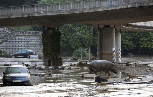 洪水で動物達が大脱走した時の写真の数々ｗｗの画像（14枚目）