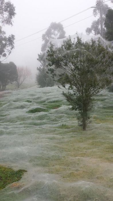蜘蛛の巣が一面を覆う草原の画像（7枚目）