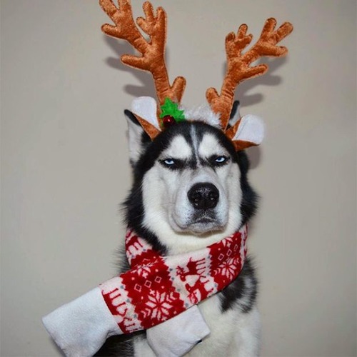 ハスキー犬のクリスマスのコスプレの画像（1枚目）