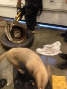 【画像】タイヤのホイールに頭がはまった犬の救助方法がなかなか凄い！！の画像（17枚目）