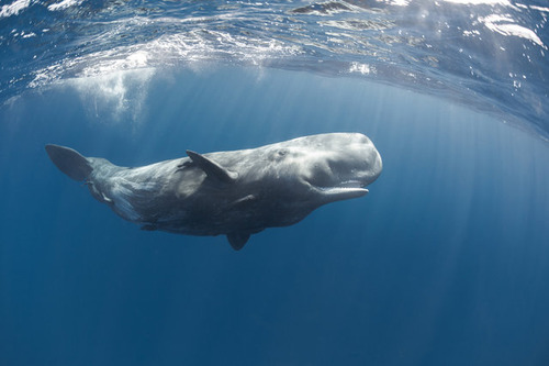 【画像】マッコウクジラといっしょに泳ぐダイバーの写真の画像（2枚目）