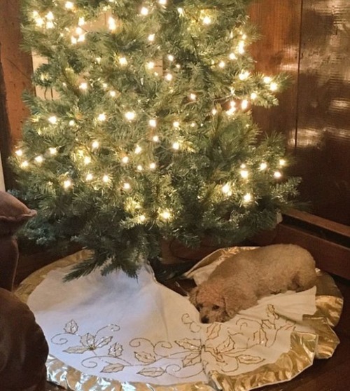 犬とクリスマスの画像（15枚目）