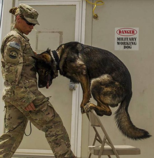 戦地での軍用犬の日常がわかるちょっと癒される画像の数々！！の画像（10枚目）
