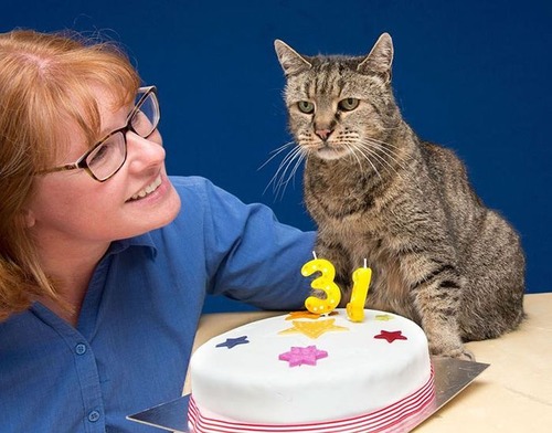 ３１歳の誕生日を迎えたネコの画像（1枚目）