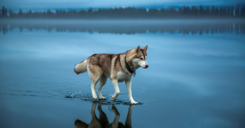 鏡のような湖の上を歩くハスキー犬がカッコイイ！！の画像（1枚目）
