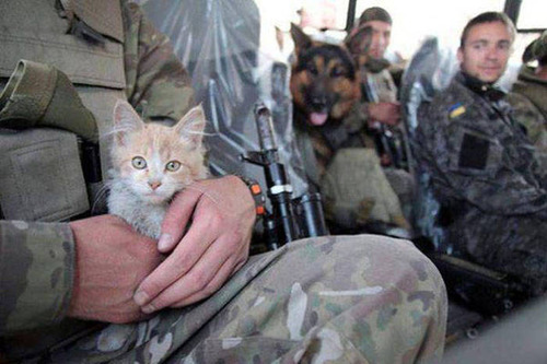 戦場にもネコは居る！！極限状態でも癒される戦場のネコの画像の数々！！の画像（6枚目）