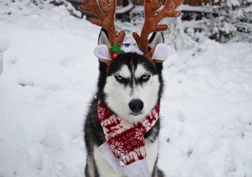 ハスキー犬のクリスマスのコスプレの画像（5枚目）