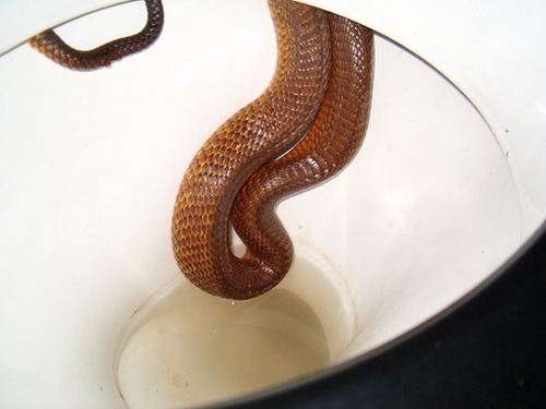 オーストラリアのヘビ事情の画像（18枚目）