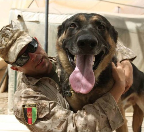 戦地での軍用犬の日常がわかるちょっと癒される画像の数々！！の画像（61枚目）