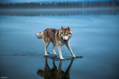 鏡のような湖の上を歩くハスキー犬がカッコイイ！！の画像（7枚目）