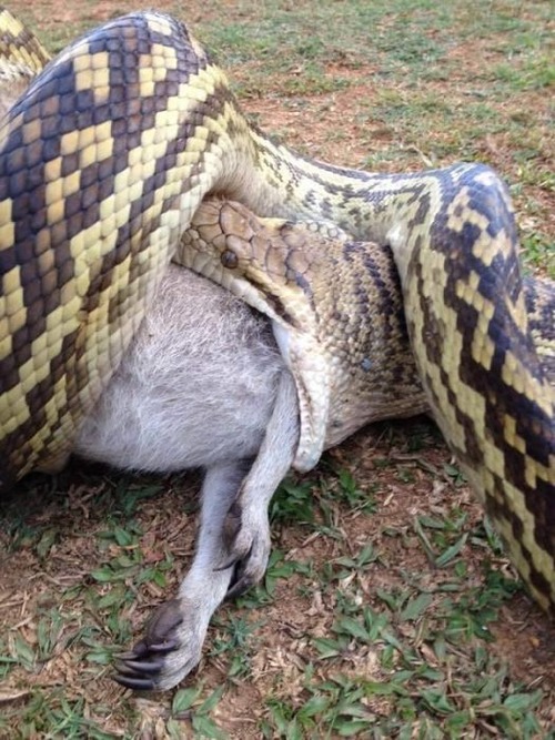 オーストラリアのヘビ事情の画像（12枚目）