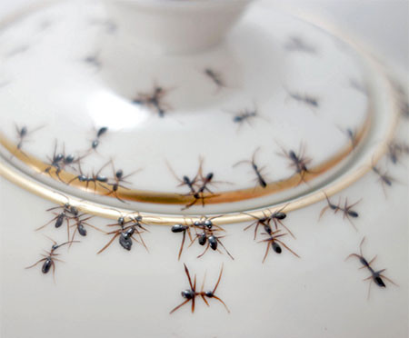 【画像】蟻が這い回っている柄の食器が悪趣味すぎるｗｗｗの画像（15枚目）
