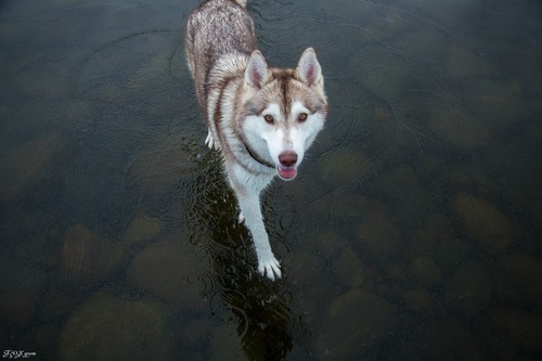 鏡のような湖の上を歩くハスキー犬がカッコイイ！！の画像（6枚目）