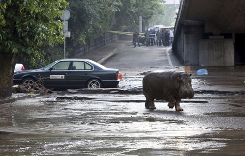 洪水で動物達が大脱走した時の写真の数々ｗｗの画像（13枚目）